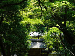 -西芳寺(苔寺)
