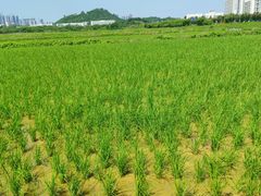 -光明小镇欢乐田园