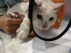 -严国平动物医院(德政总院)