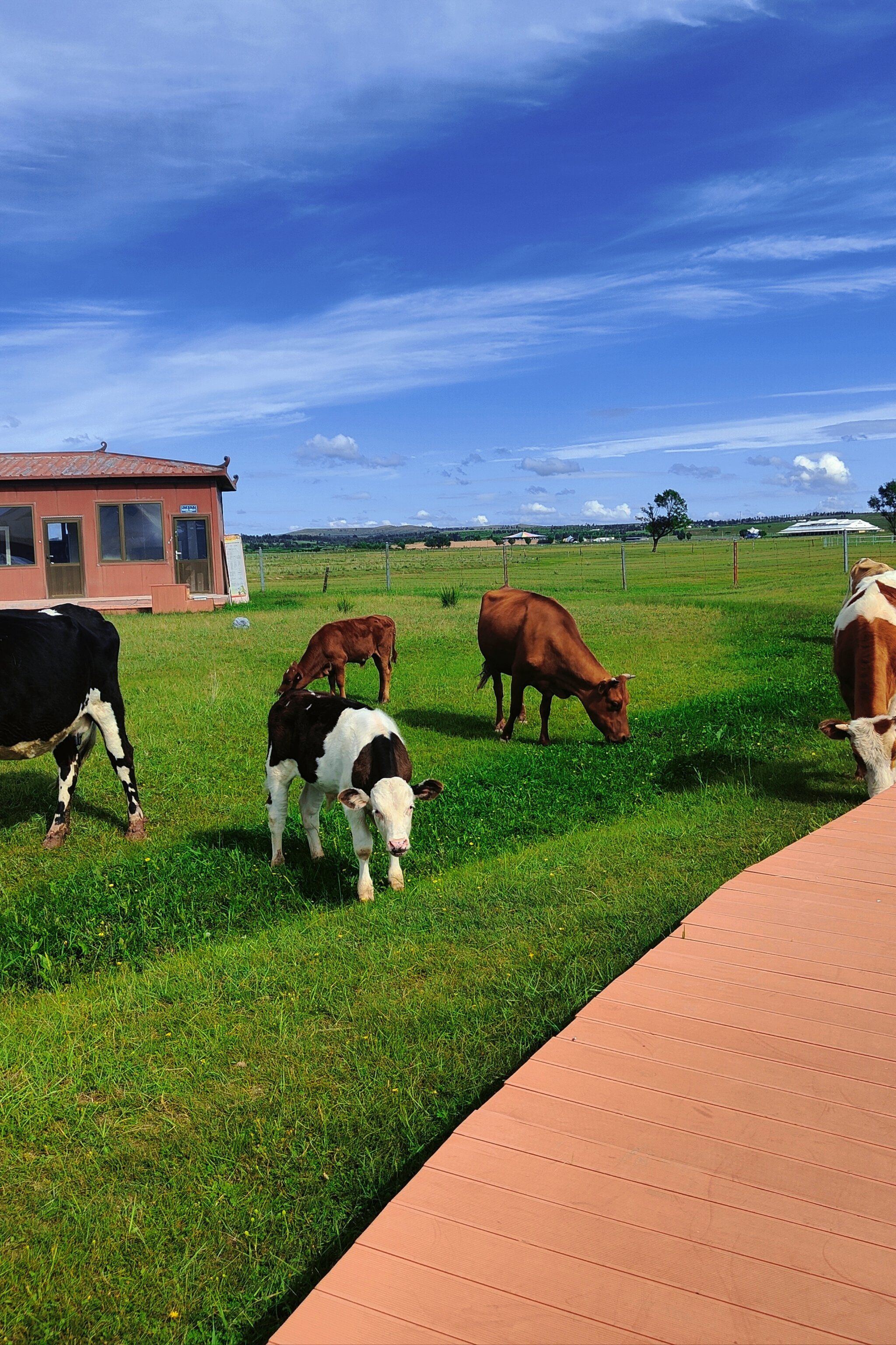 苏泊罕草原来喽