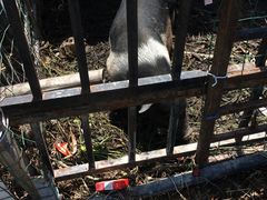 -青浦采草莓天天草莓园