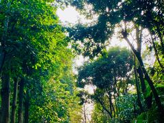 -深圳仙湖植物园