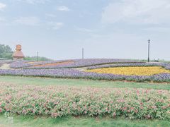 -杭州湾海上花田景区
