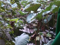 android_upload_pic-荷香居(洞企石路店)