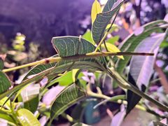 -正佳雨林生态植物园