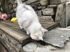 -喵屿·大理花园猫咖