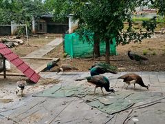 -丽泽山庄·生态怀柔菜·虹鳟鱼(红螺寺店)