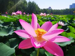 -莲花池公园