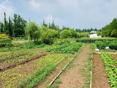 -前小桔亲子创意农场·草莓采摘·露营烧烤