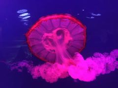 -迪拜水族馆及水下动物园