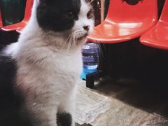 -猫咪博物馆(顶澳仔猫街店)