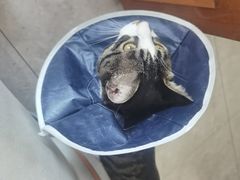 -邢大夫动物医院