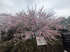 -杭州半山国家森林公园