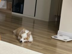 -艾贝尔宠物医院·24H转诊中心·肿瘤猫专科(江宁双龙店)