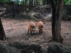 -清迈夜间动物园