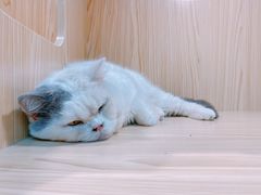 -屋虎猫馆(宝安大仟里店)