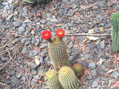 -墨尔本皇家植物园