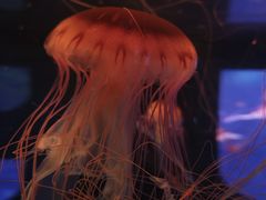 -左海海底世界