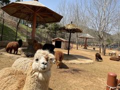 -大连森林动物园