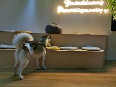 -Husky Go! 哈士奇体验馆·宠物咖啡厅狗咖