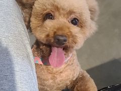 -PETKIT 小佩宠物·低压洗护·美容·寄养(安远店)