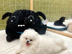 -帕帕拉兹宠物(亚洲旗舰店)