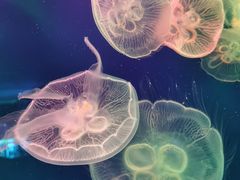 -成都浩海立方海洋公园