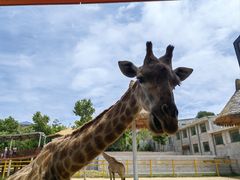 -西霞口神雕山野生动物世界