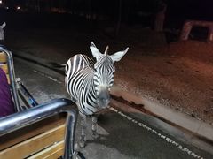 -清迈夜间动物园