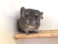 -龙猫仔乐园(惠福东路店)