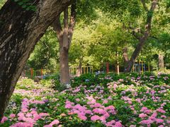 -上海共青森林公园