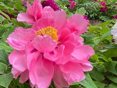 -莲花池公园