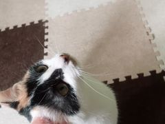 -猫猫幼稚园·撸猫·桌游·电玩