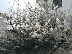 -尼玛藏家风味园(阿山食城店)