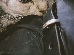-猫友咖啡店(玉林西路店)