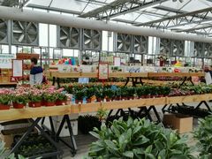 花市-荷兰花海