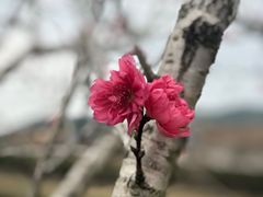 -得福农庄