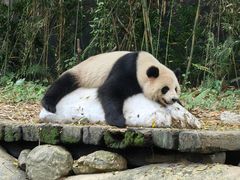 -广州长隆野生动物世界