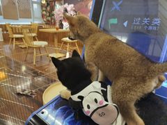 -豆柴町-柴犬主题狗咖(红鼎国际C座店)