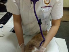 -宠爱国际动物医院· 猫科· 外科·中兽医(长白店)