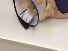 -关爱宠物医院·猫科中心·消化科(滨湖万达分院)