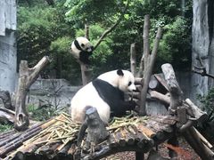 景点-成都大熊猫繁育研究基地