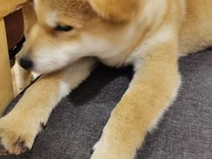 -南京Hallo宠物乐园·哈罗犬舍·柴犬繁育基地