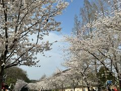 -鸡鸣寺