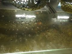 -ventus spa 沙巴亚庇正宗精油按摩会所