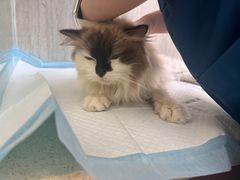 -爱派特动物医院·全科诊疗中心