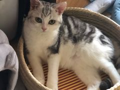 -爱妮康宠物医院·干细胞免疫细胞·肿瘤·心脏(张江店)