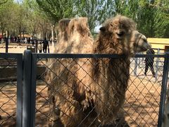 -长白岛森林公园