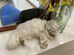 -共舞时光猫咖·狗咖(新街口店)