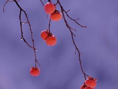 -君之狮子山·轻糖烘焙(松江印象城店)